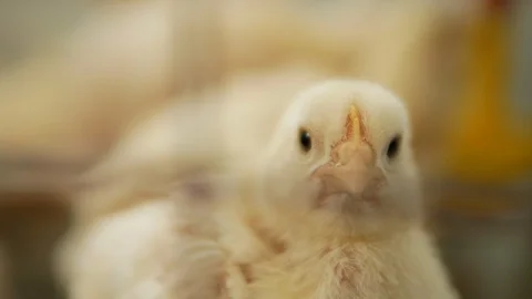 Caged chick sadly looking at the camera Stock Footage 128663811