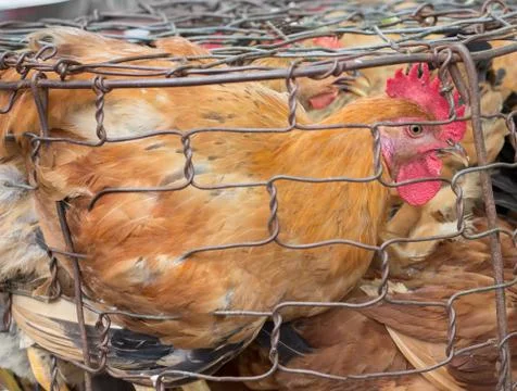 Caged chicken Stock Photos