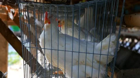 Caged Chickens. Stock Footage 10810337