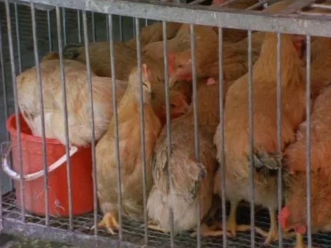 Caged chickens at meat shop Stock Footage 79925828