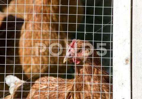 Caged Chickens rural farm Stock Photos