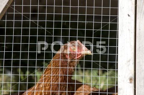 Caged Chickens rural farm Stock Photos