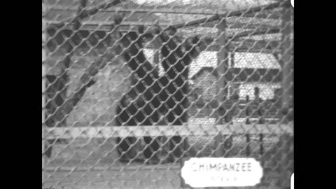 Caged Chimpanzees 1933 Stock Footage 197378181