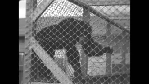 Caged Chimpanzees Play 1933 Stock Footage 197378109