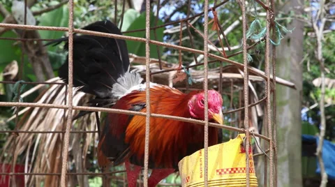 Caged cock eating Stock Footage 44875053