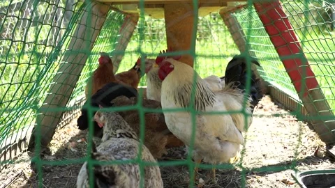 Caged cock. Vidéo 130601528