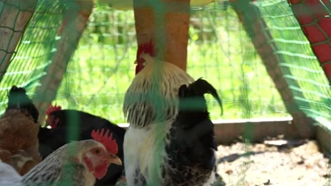Caged cock. Video stock 130601536