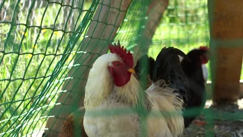 Caged cock. Video stock 130601558