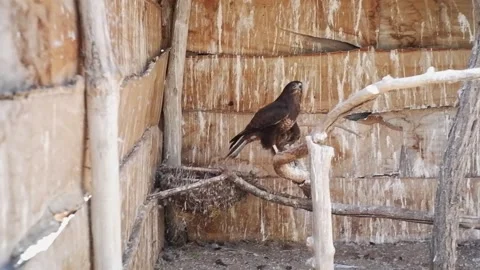 Caged common buzzard flapping wings in aviary 스톡 동영상 337032813
