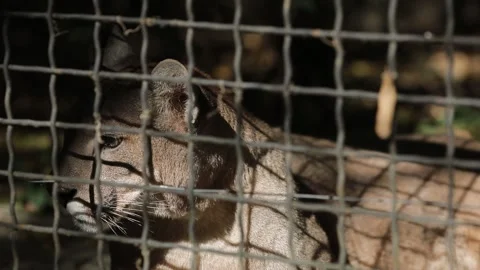 caged cougar puma in an eastern European zoo