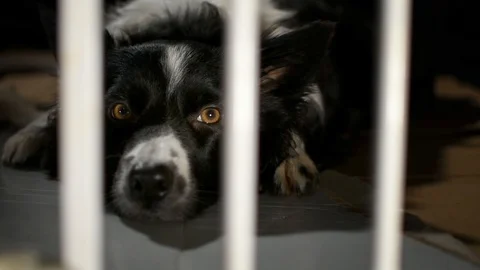 Caged dog Stock Footage 117588270