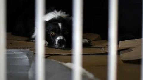 Caged dog Stock Footage 117594370