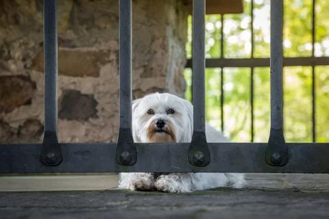 Caged dog Stock Photos