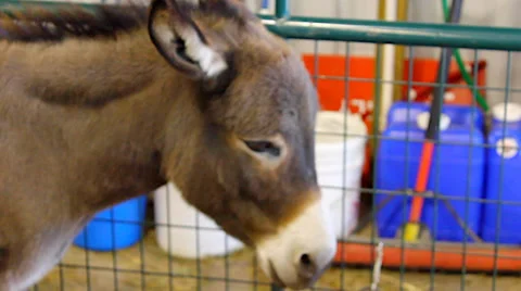 Caged Donkey Stock Footage 37826502