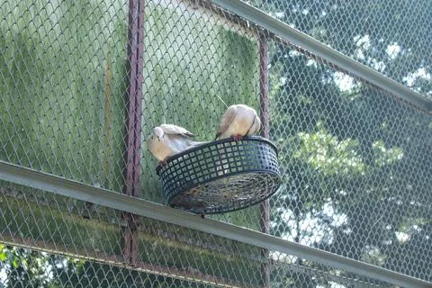 Caged doves resting inside Chattogram Zoo Stock Photos
