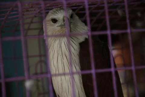 Caged eagle 스톡 사진