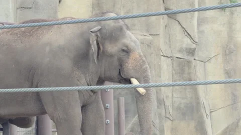 Caged Elephant trapped behind wiring 4k Stockbeeldmateriaal 342846346