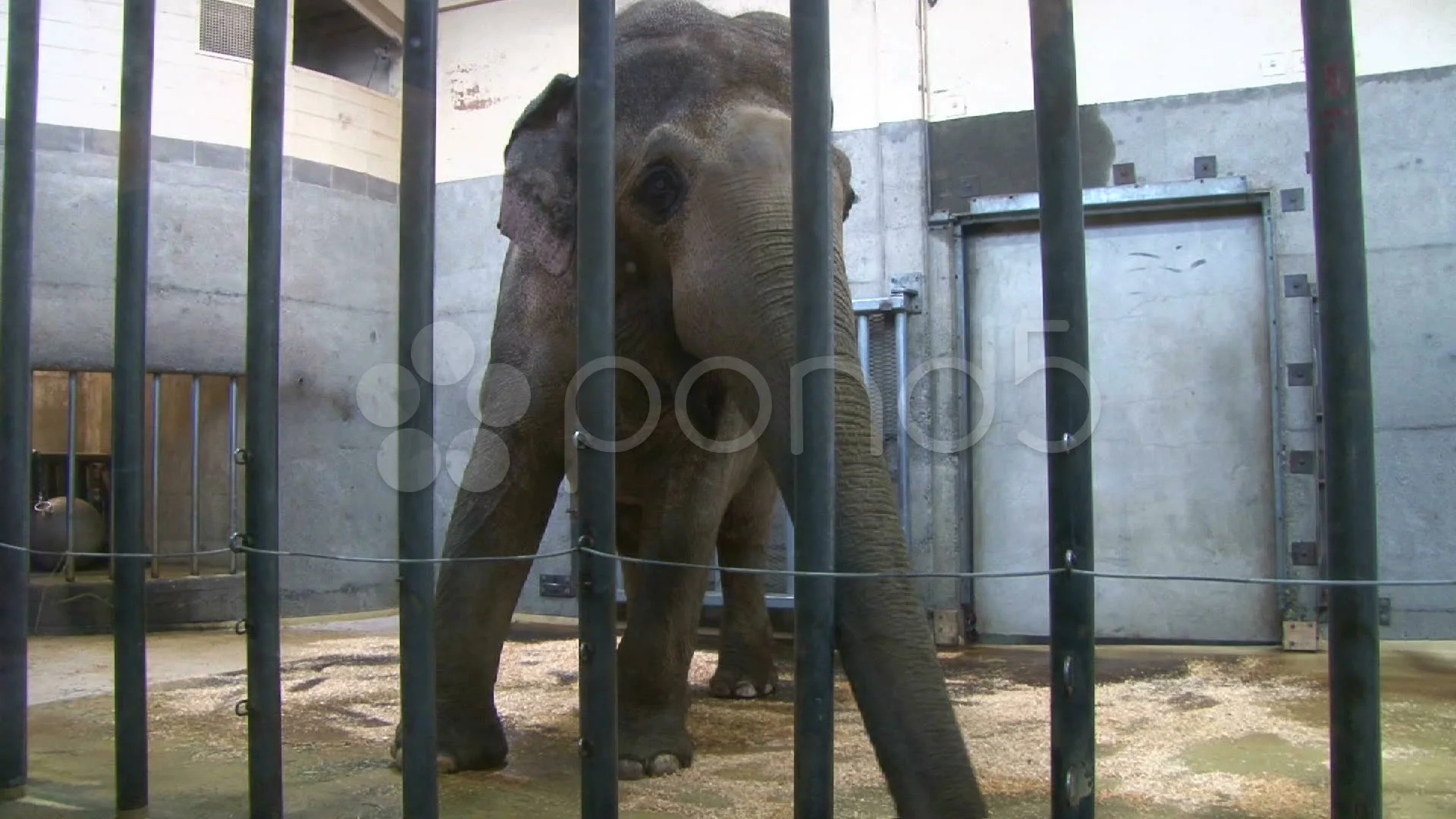 Caged Elephant at the Zoo 1