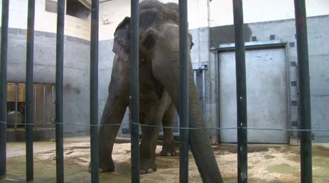 Caged Elephant at the Zoo 1 Video stock 10579020