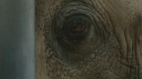 Caged Elephant at the Zoo 2 Stock Footage 10579029