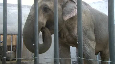 Caged Elephant at the Zoo 3 Stock Footage 10579023