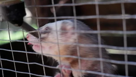 Caged ferret drinking water from a bottle Видео 337032548