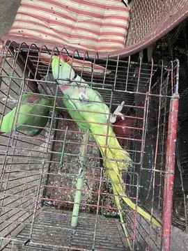 Caged Green Alexandrine Parrots 스톡 사진