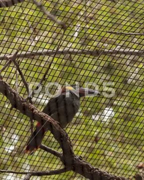 Caged Guianan toucanet Selenidera piperivora Stock Photos