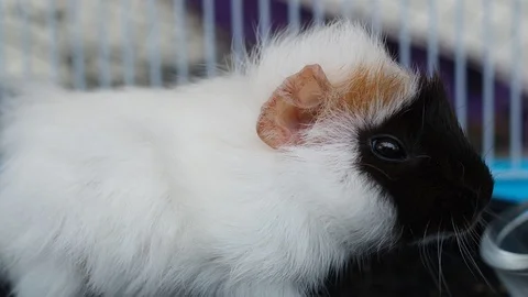 Caged Guinea Pig Stock Footage 105446479