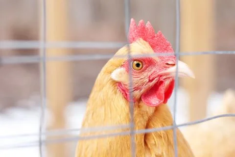 Caged Hen close up Stock Photos