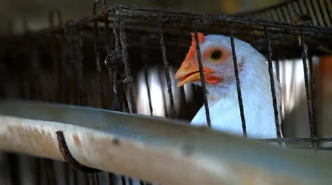 Caged Hen. Stock Footage 10810297