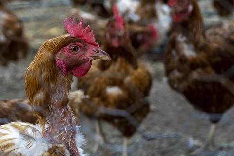Caged hen visibly in poor condition, mexico Foto stock