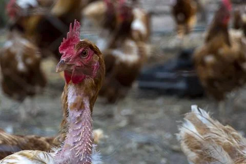 Caged hen visibly in poor condition, mexico Foto stock