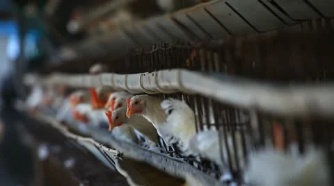 Caged Hens. Stock Footage 10810280