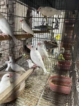Caged Java Sparrows and Other Small Birds Stock Photos
