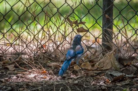 Caged Jay Foto stock