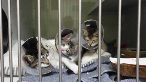 Caged Kittens for adoption Stock Footage 219288350