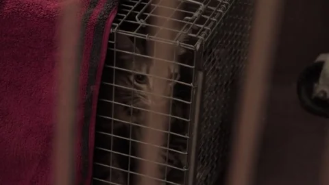 Caged Kittens Stock Footage 79019593