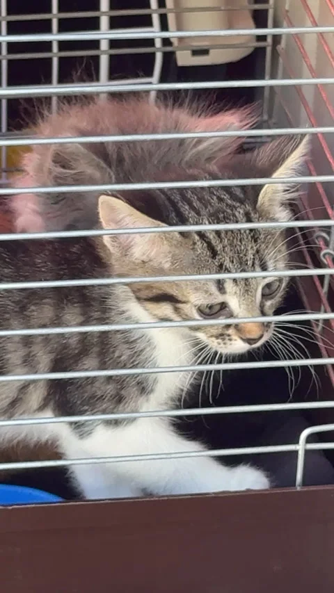 Caged kittens looking sadly through the bars Stock Footage 341772057