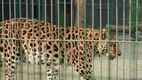 Caged leopard exhibits continuous pacing in zoo enclosure environment, Animal Stock Footage 327735682