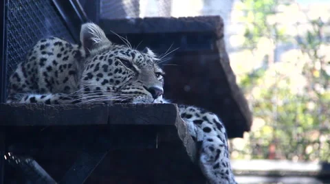 Caged leopard Stock-Footage 46534431
