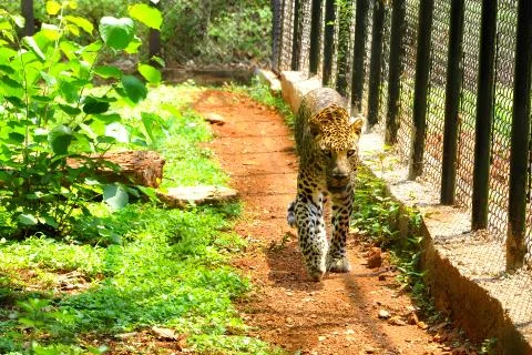 The caged leopard Stock Photos