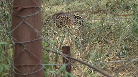 Caged Leopard stalks 库存影片 22855146