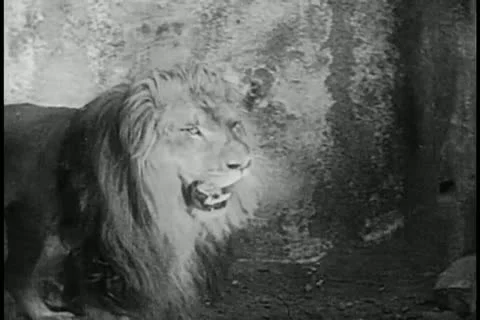 Caged lion attempting to escape Stock Footage 11349997