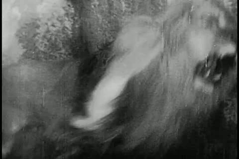 Caged lion breaking chain Stock Footage 11349998