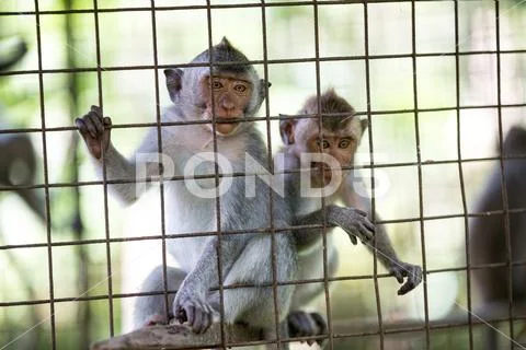 A caged Macaques in Bali Stock Photos