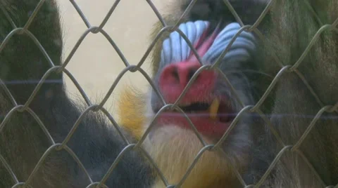 Caged Mandrill Monkey 1 스톡 동영상 10578670