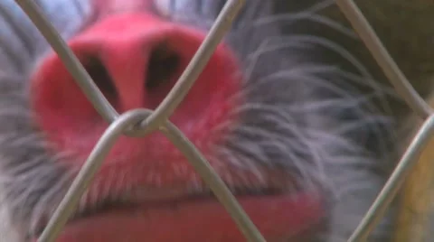 Caged Mandrill Monkey 2 스톡 동영상 10578710