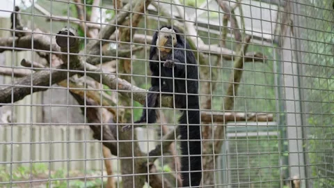 A Caged Monkey in Its Natural Habitat Surrounded by Beautiful Trees and Stock Footage 315235142