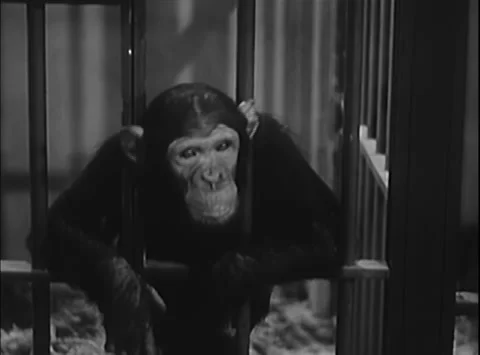 Caged monkey leaning on bars trying to talk,1950s 스톡 동영상 260258771